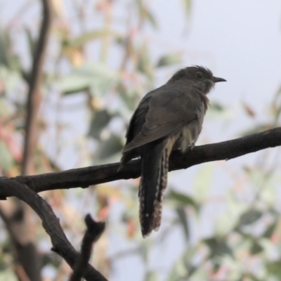 Cacomantis flabelliformis (Fan-tailed Cuckoo) at Cook, ACT - 8 Mar 2021 by Tammy