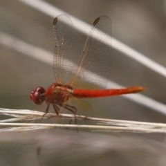 Diplacodes haematodes (Scarlet Percher) at Cook, ACT - 8 Mar 2021 by Tammy