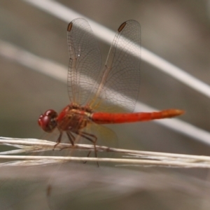 Diplacodes haematodes at Cook, ACT - 8 Mar 2021 04:10 PM