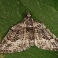 Phrissogonus laticostata (Apple looper moth) at Melba, ACT - 3 Mar 2021 by kasiaaus