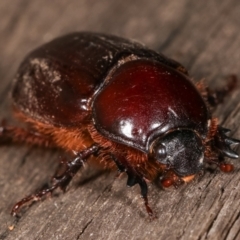 Adoryphorus coulonii at Melba, ACT - 3 Mar 2021 10:54 PM