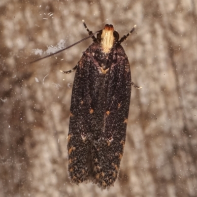 Ardozyga undescribed species near deltodes at Melba, ACT - 4 Mar 2021 by kasiaaus