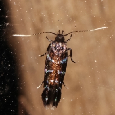 Stagmatophora argyrostrepta (A cosmet moth) at Melba, ACT - 4 Mar 2021 by kasiaaus