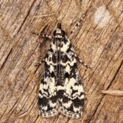 Scoparia exhibitalis (A Crambid moth) at Melba, ACT - 4 Mar 2021 by kasiaaus