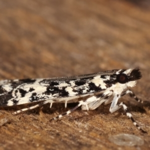 Scoparia exhibitalis at Melba, ACT - 4 Mar 2021