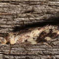 Barea (genus) at Melba, ACT - 4 Mar 2021 10:48 PM