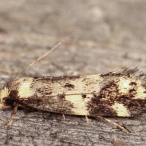 Barea (genus) at Melba, ACT - 4 Mar 2021 10:48 PM