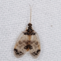 Carobius pulchellus (Brown Lacewing) at Melba, ACT - 4 Mar 2021 by kasiaaus