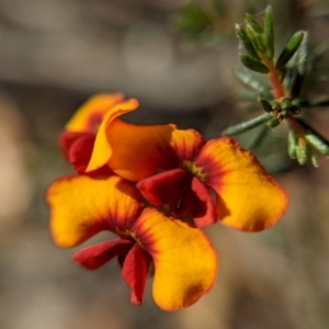 Dillwynia phylicoides at Currawang, NSW - suppressed