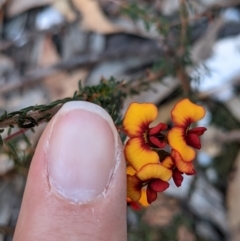 Dillwynia phylicoides at Currawang, NSW - suppressed