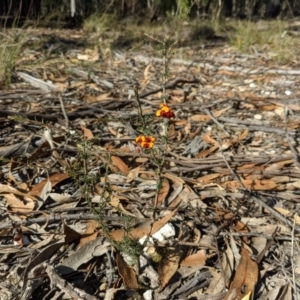 Dillwynia phylicoides at Currawang, NSW - suppressed