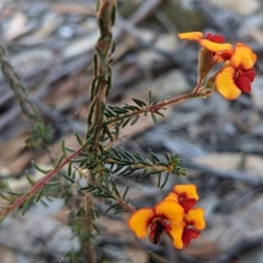 Dillwynia phylicoides at Currawang, NSW - suppressed