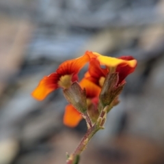 Dillwynia phylicoides at Currawang, NSW - suppressed