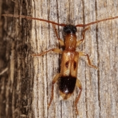 Atesta stigmosa (Longhorn or Longicorn beetle) at Melba, ACT - 4 Mar 2021 by kasiaaus