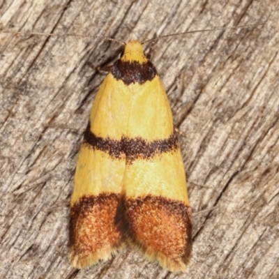 Heteroteucha translatella (Wingia Group) at Melba, ACT - 4 Mar 2021 by kasiaaus