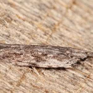 Hypatima (genus) at Melba, ACT - 4 Mar 2021