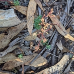 Poranthera microphylla at Currawang, NSW - 8 Mar 2021