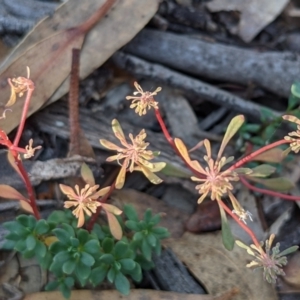 Poranthera microphylla at Currawang, NSW - 8 Mar 2021