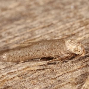 Blastobasis (genus) at Melba, ACT - 4 Mar 2021