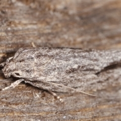 Agriophara platyscia (A Concealer moth) at Melba, ACT - 4 Mar 2021 by kasiaaus