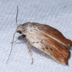 Tortricopsis pyroptis (A Concealer moth (Wingia Group)) at Melba, ACT - 4 Mar 2021 by kasiaaus