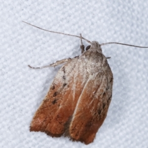 Tortricopsis pyroptis at Melba, ACT - 4 Mar 2021