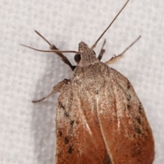 Tortricopsis pyroptis at Melba, ACT - 4 Mar 2021