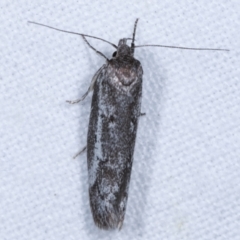 Philobota stella (A concealer moth) at Melba, ACT - 4 Mar 2021 by kasiaaus