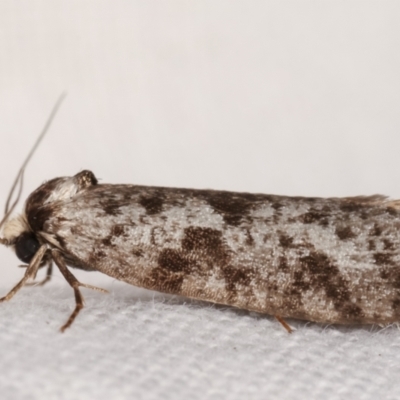 Conoeca guildingi (A case moth) at Melba, ACT - 4 Mar 2021 by kasiaaus