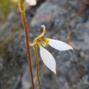 Eriochilus cucullatus at Bruce, ACT - suppressed