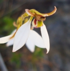 Eriochilus cucullatus at Bruce, ACT - suppressed