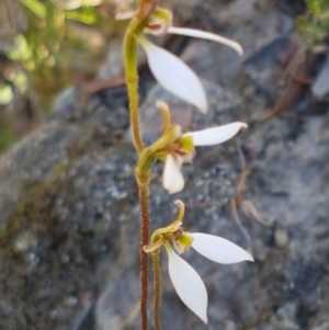 Eriochilus cucullatus at Bruce, ACT - suppressed