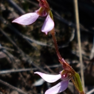 Eriochilus cucullatus (Parson's Bands) at Bruce, ACT - 8 Mar 2021 by tpreston