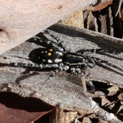 Nyssus coloripes (Spotted Ground Swift Spider) at Bruce, ACT - 8 Mar 2021 by trevorpreston