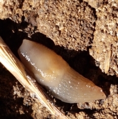 Deroceras laeve (Marsh Slug) at Bruce, ACT - 8 Mar 2021 by tpreston