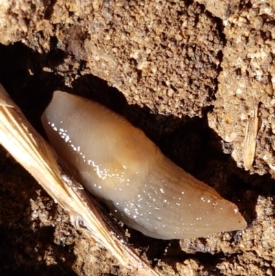 Deroceras laeve (Marsh Slug) at Bruce, ACT - 8 Mar 2021 by tpreston