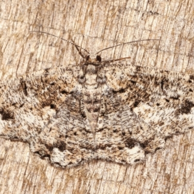 Unplaced externaria (Mahogany Bark Moth (formerly Hypomecis externaria)) at Melba, ACT - 4 Mar 2021 by kasiaaus