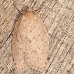 Garrha carnea at Melba, ACT - 4 Mar 2021 11:17 PM