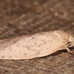 Garrha carnea at Melba, ACT - 4 Mar 2021 11:17 PM