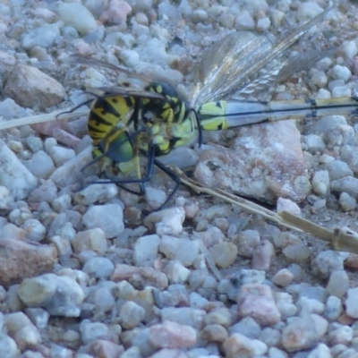 Vespula germanica (German Yellowjacket Wasp (also known as European Wasp)) at Fyshwick, ACT - 9 Mar 2021 by SandraH