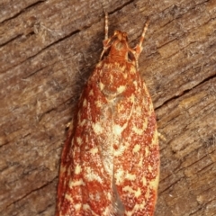 Syringoseca rhodoxantha at Melba, ACT - 4 Mar 2021 11:19 PM