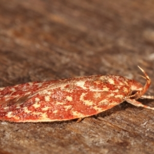 Syringoseca rhodoxantha at Melba, ACT - 4 Mar 2021 11:19 PM