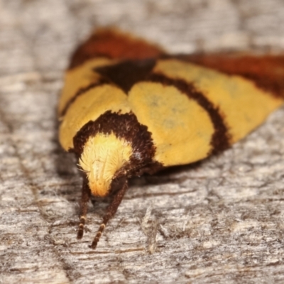 Heteroteucha translatella (Wingia Group) at Melba, ACT - 4 Mar 2021 by kasiaaus