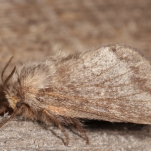 Pernattia pusilla at Melba, ACT - 4 Mar 2021 11:36 PM