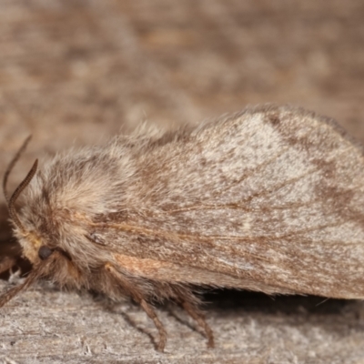 Pernattia pusilla (She-Oak Moth) at Melba, ACT - 4 Mar 2021 by kasiaaus