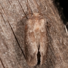 Pernattia pusilla at Melba, ACT - 4 Mar 2021 11:36 PM