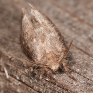 Pernattia pusilla at Melba, ACT - 4 Mar 2021