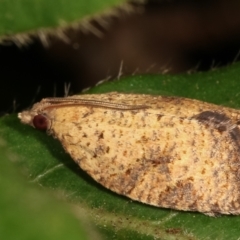 Anisogona similana at Melba, ACT - 4 Mar 2021 11:32 PM