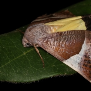 Niceteria macrocosma at Melba, ACT - 4 Mar 2021