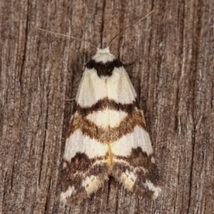 Thallarcha albicollis at Melba, ACT - 4 Mar 2021 11:38 PM